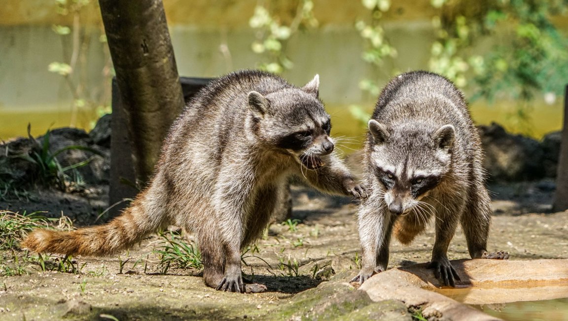 Dealing With Raccoons - Wild Earth News & Facts