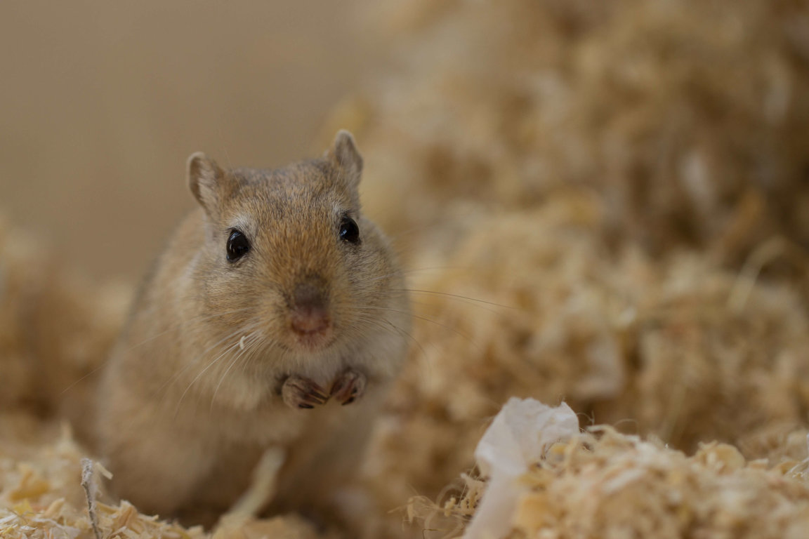 How Long Do Gerbils Live? Gerbil Lifespan as Pets and in the Wild -  LittleGrabbies