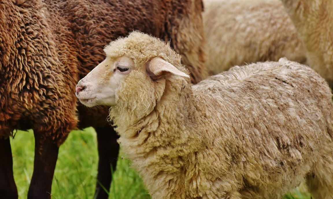 Sheep - Farm Animals Facts & News