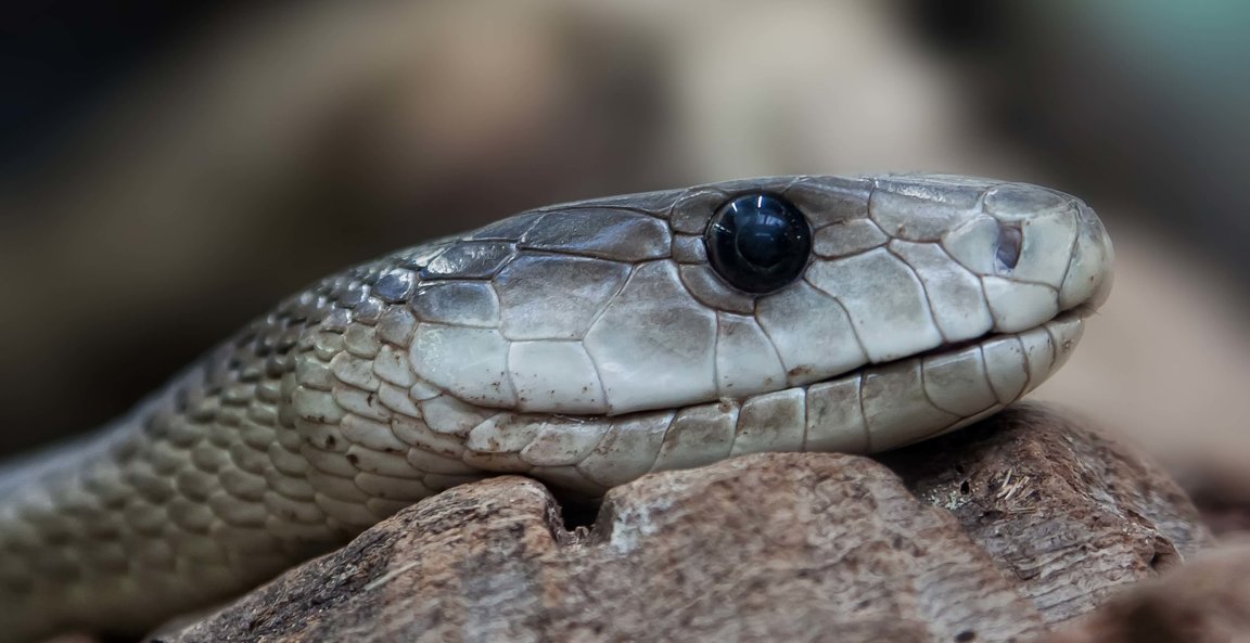 Snakes - Wild Animals News & Facts