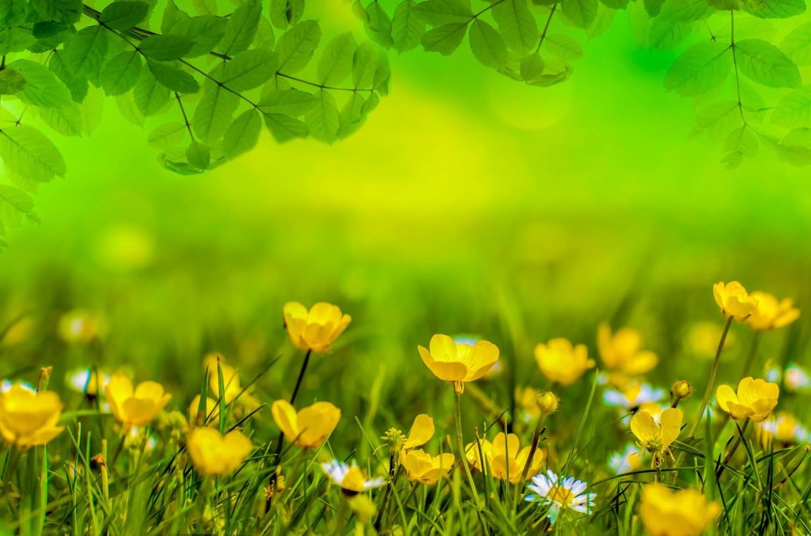 Spring - spring earth flowers environment eco-friendly - CleanPNG