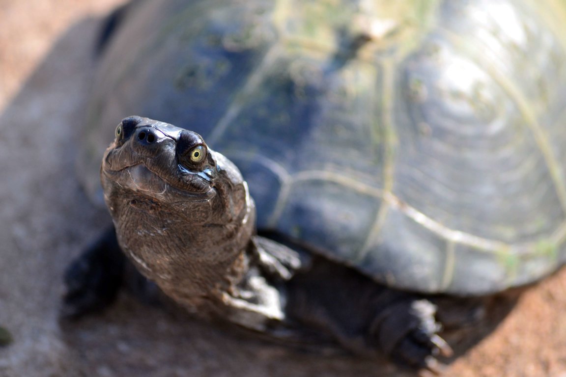 Wild turtles as store pets