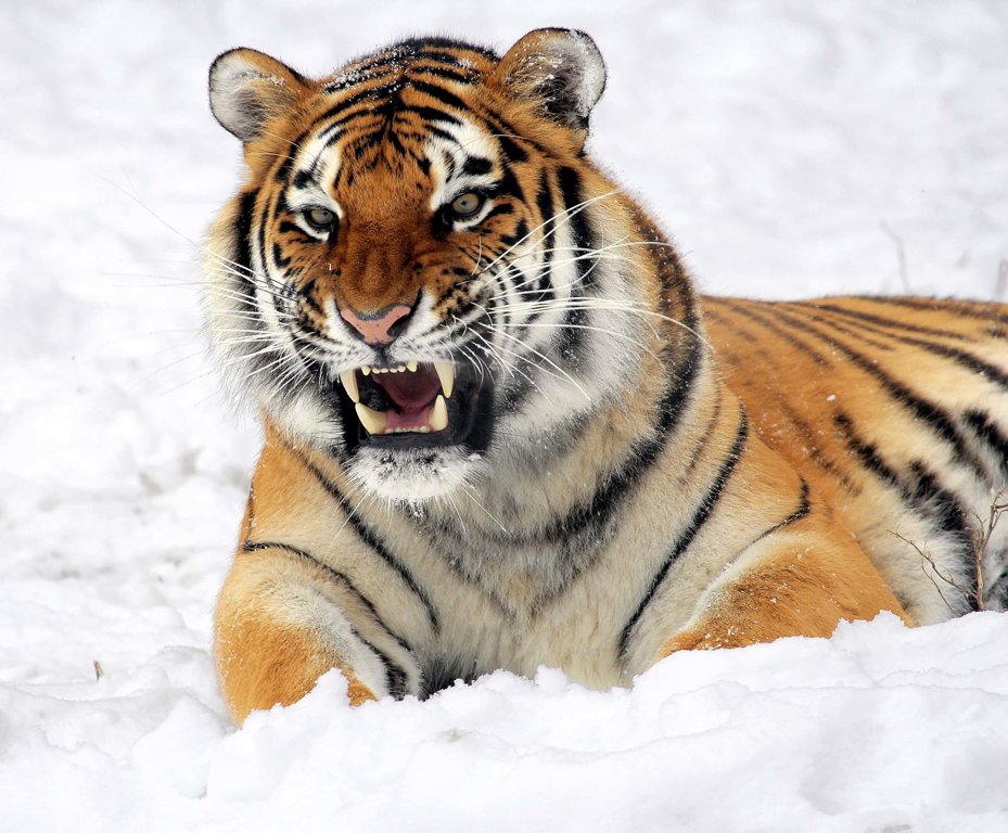 Tigers - Wild Animals News & Facts