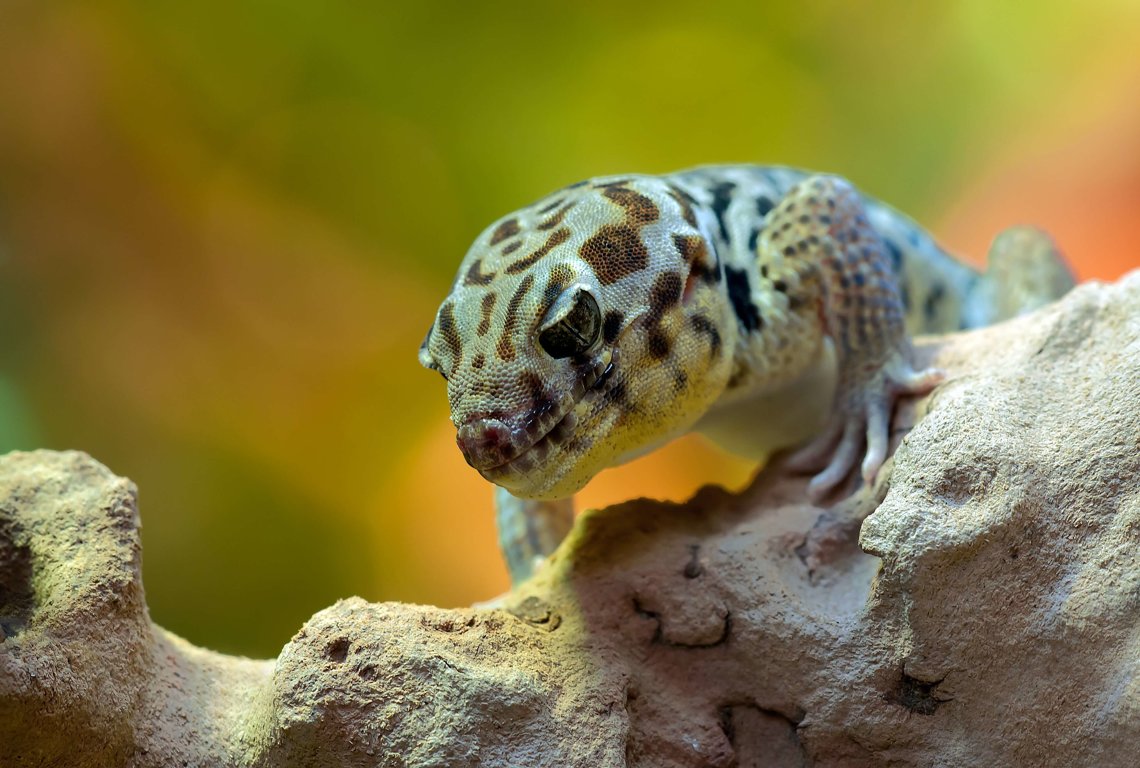 leopard gecko in the wild habitat